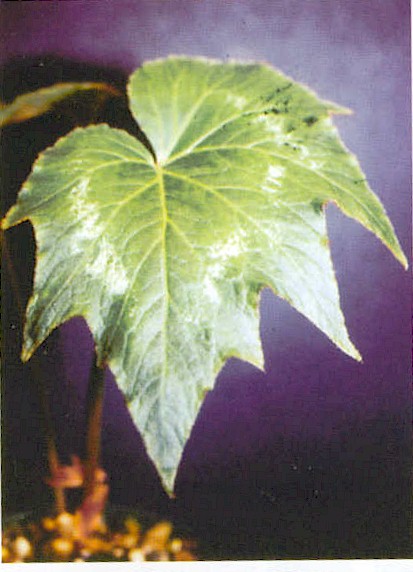 B. u268